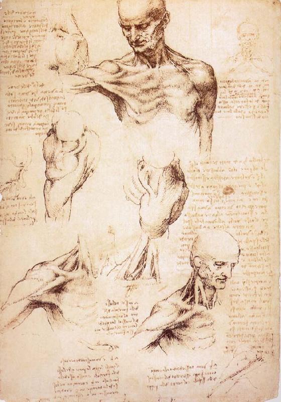 LEONARDO da Vinci The muscles of Thorax and shoulders in a lebnden person France oil painting art